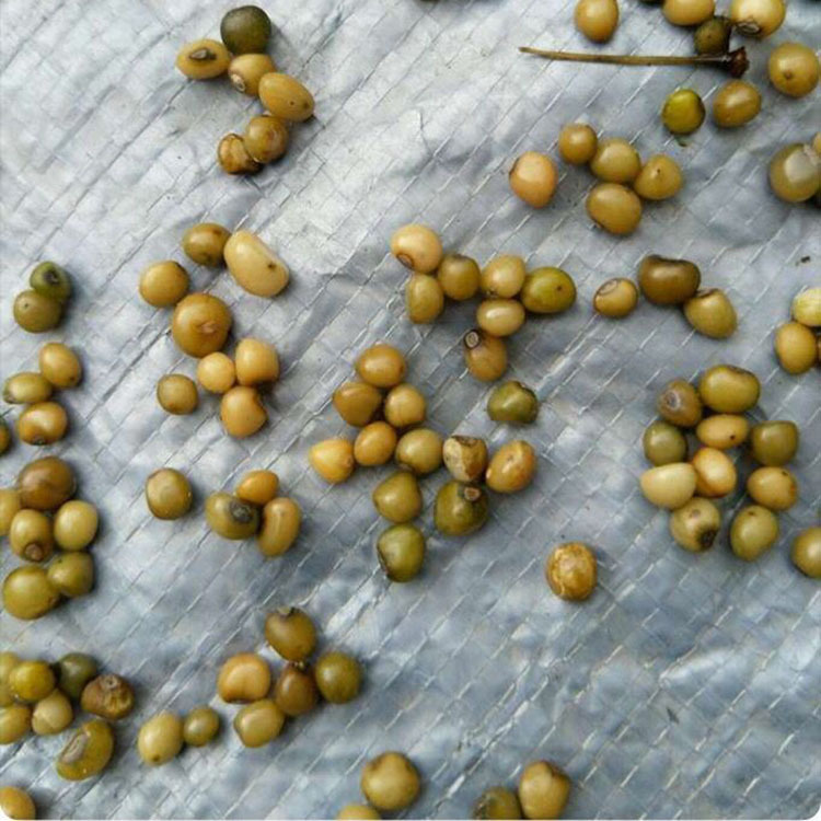 云南滇黄精种子鸡头黄精种子姜黄精种子成孰好颗粒饱满发芽率高