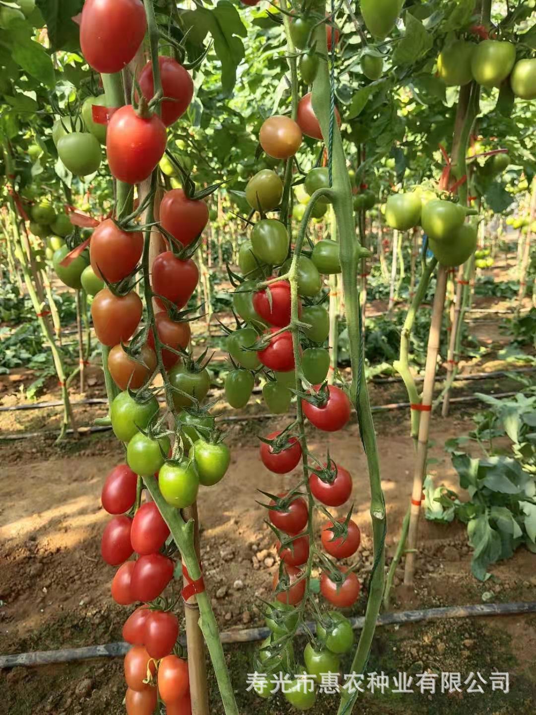 大棚基地种植盆栽千禧型小番茄苗 春季蔬菜果苗 可盆栽小番茄苗