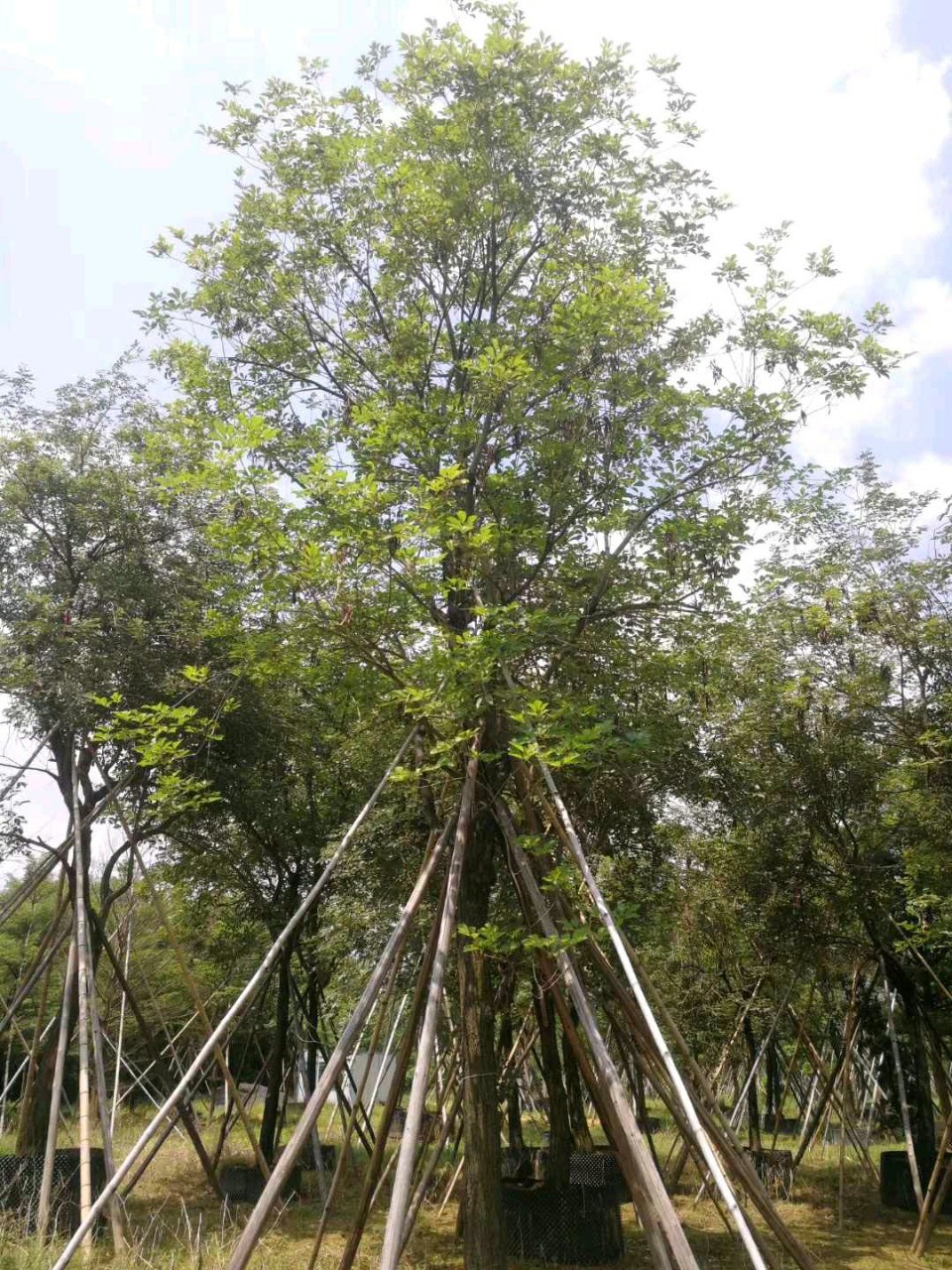 904基地直销黄花风铃木1820cm全冠假植苗少花