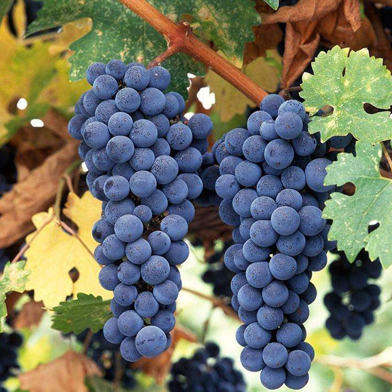果树苗葡萄树苗 赤霞珠葡萄苗 酿酒葡萄果树苗 当年结果包邮