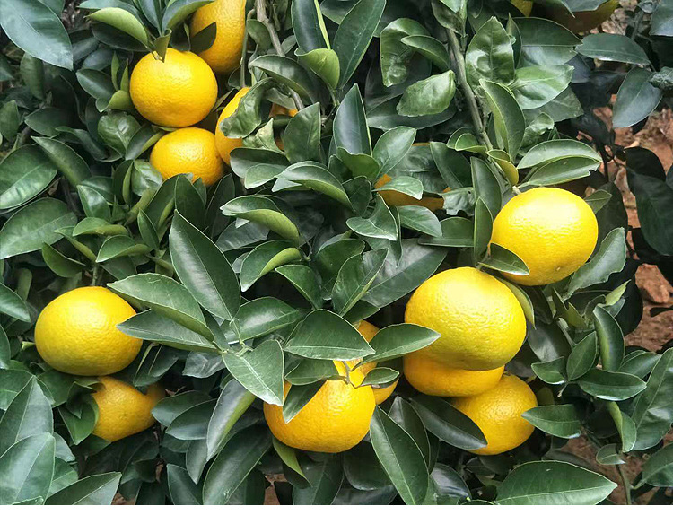 网店代理 桔柚新鲜 葡萄柚台湾甜心柚多汁鲜甜可口现摘现发