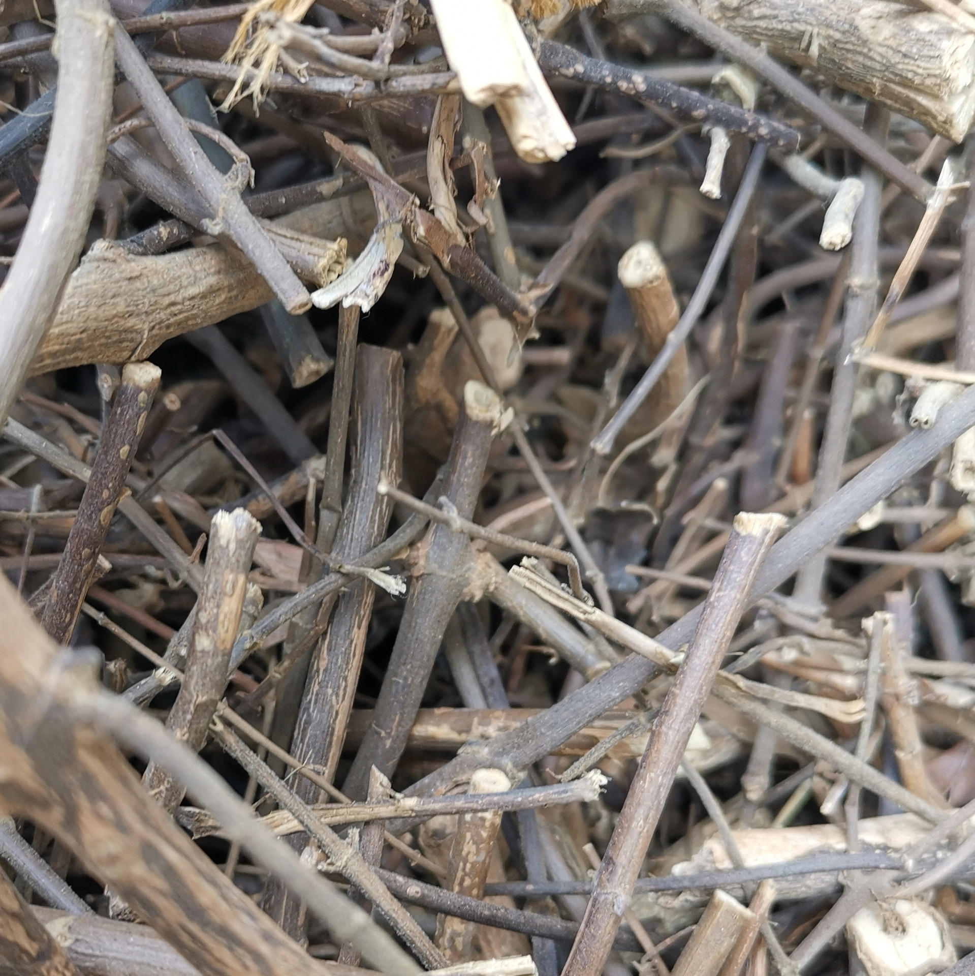 中药材 扭肚藤 猪肚勒 白花茶 青藤仔花 量大从优