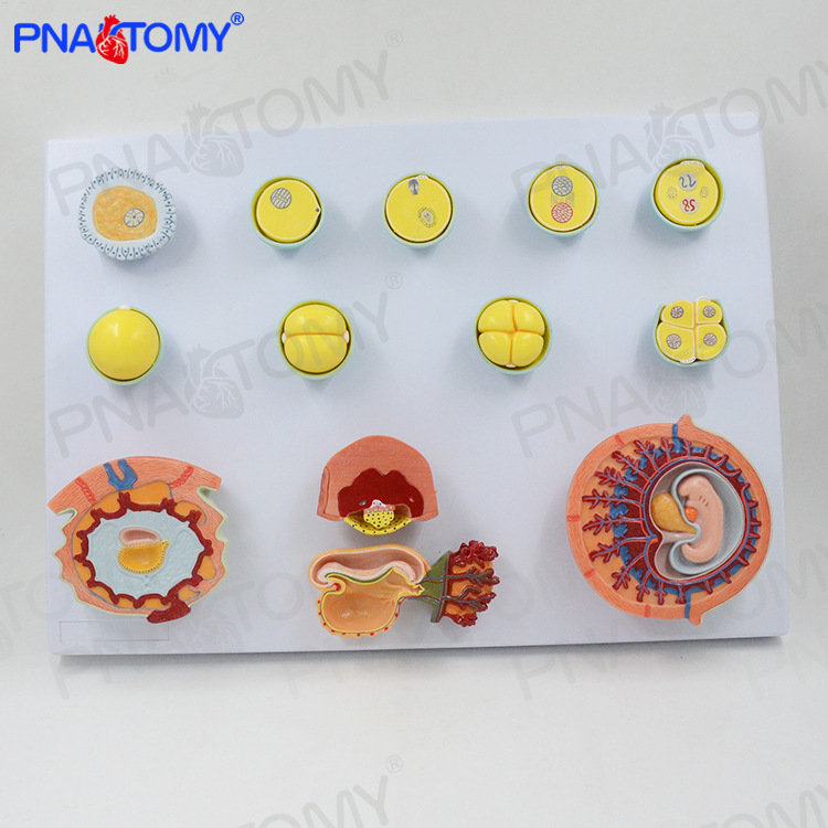 医学人体受精与初期胚胎组织发育过程演示卵细胞妇科计生展示模型