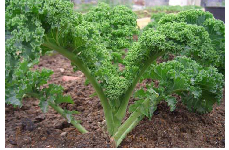 多彩羽衣甘蓝种子可食用观赏花卉紫红粉白绿色四季菜园阳台蔬菜子