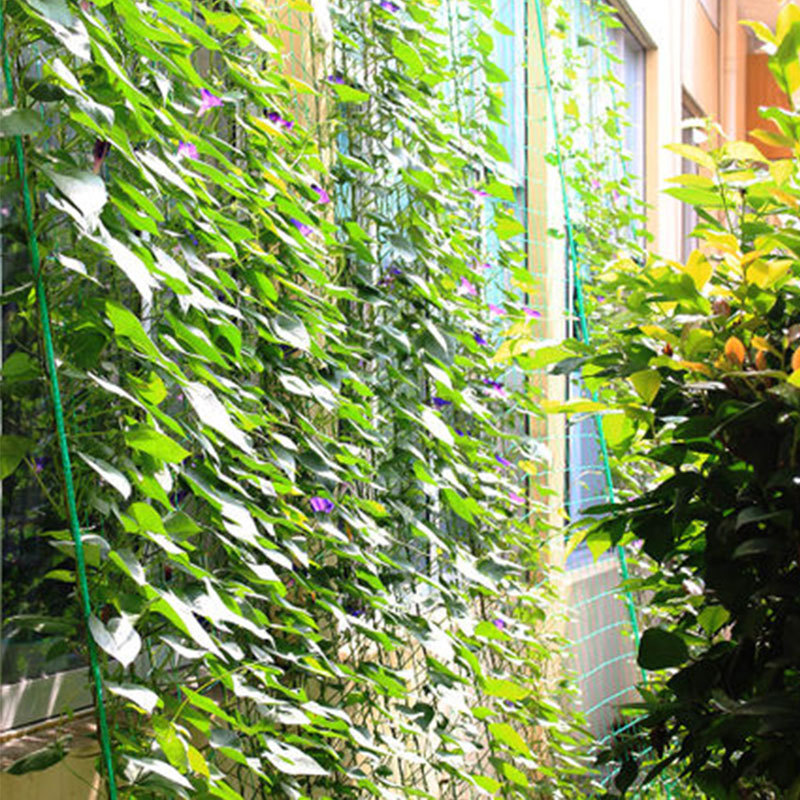跨境 尼龙爬藤网 家用园艺 瓜果牵牛花攀援花卉爬藤植物用