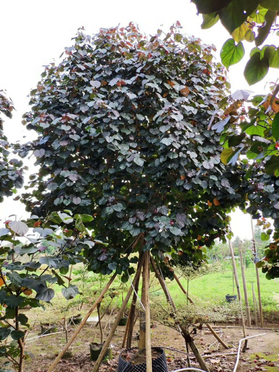 906供应 精品 全冠黄槿 14-15cm假植苗 黄瑾 楼盘