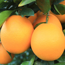 赣南脐橙10斤装大果 新鲜水果江西赣州脐橙现摘橙子批发