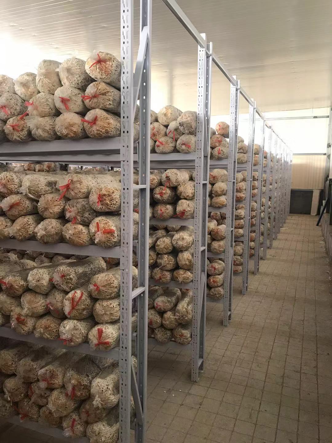 商丘蘑菇生长床架子出菇架蘑菇出菇架出菇房