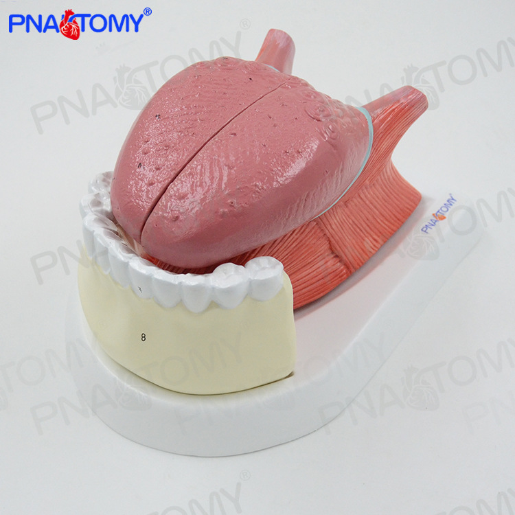 仿真人体舌头舌牙模型口腔肌肉解剖模型医学口腔科消化内科标本