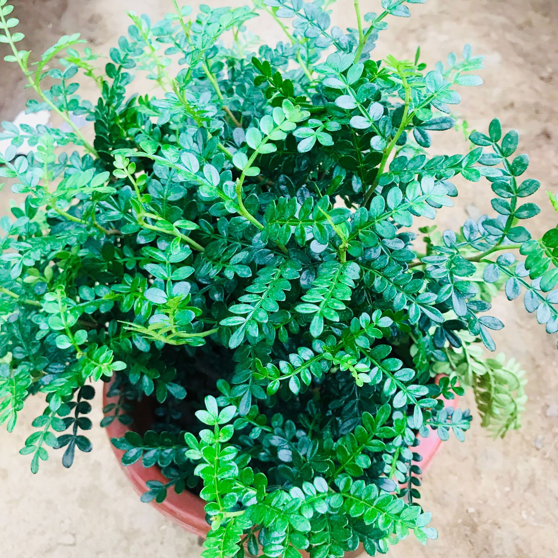 室内四季常青驱蚊盆栽盆景清香木 耐寒花卉好养绿植清香木量优惠