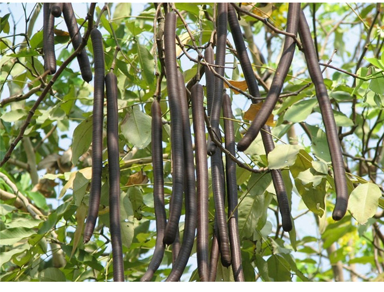 批发大解果 腊肠果牛角树果 奇异果袋装分销 代发