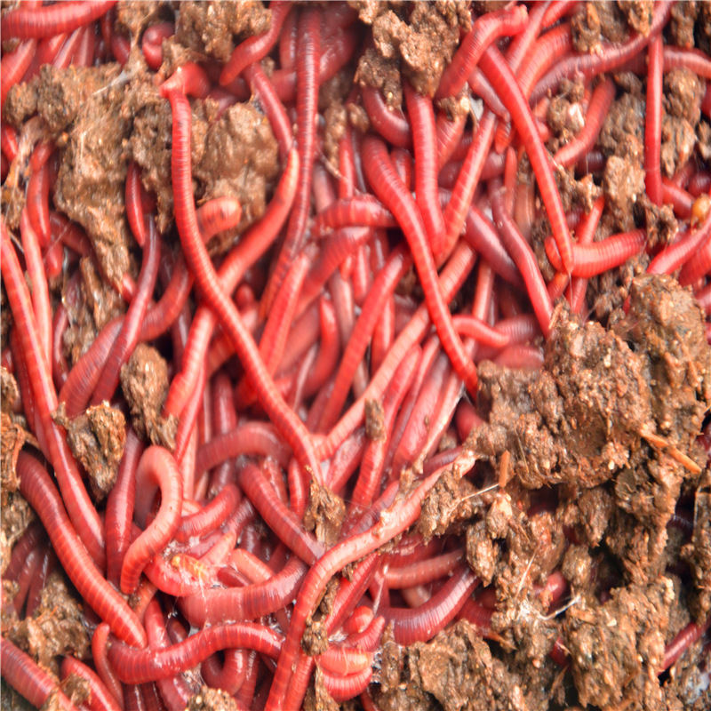 蚯蚓特大号活体红种苗太平二号野钓包邮黄鳝钓活钓鱼钓鲫鱼饵料窝