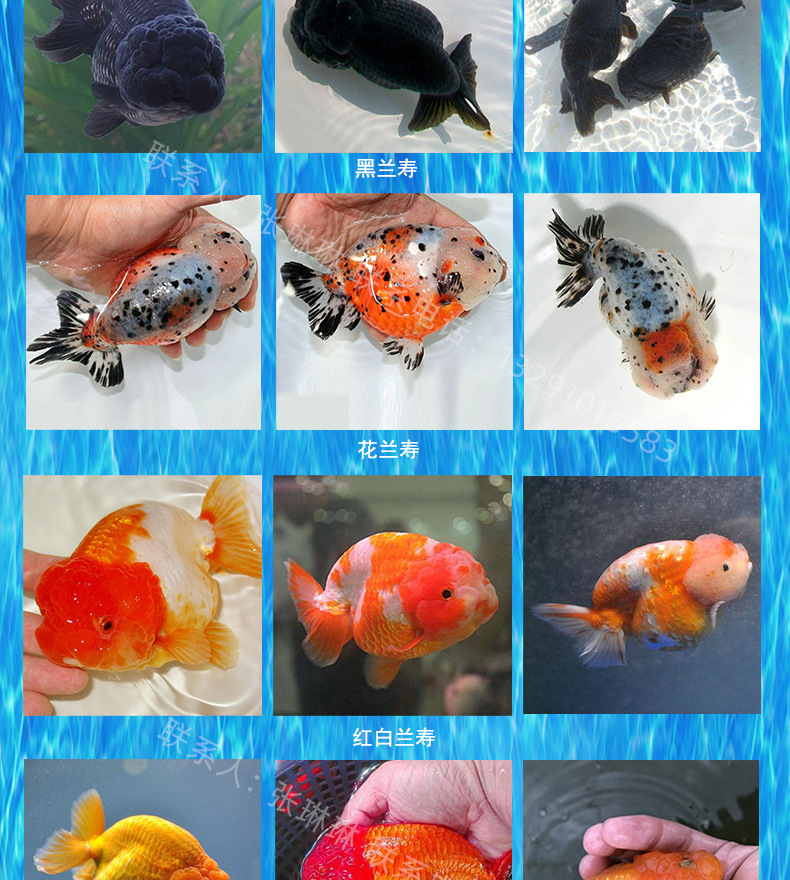 00元 产地 ` 货号 兰寿 品种 金鱼类 是否进口 否 品牌 · 体型