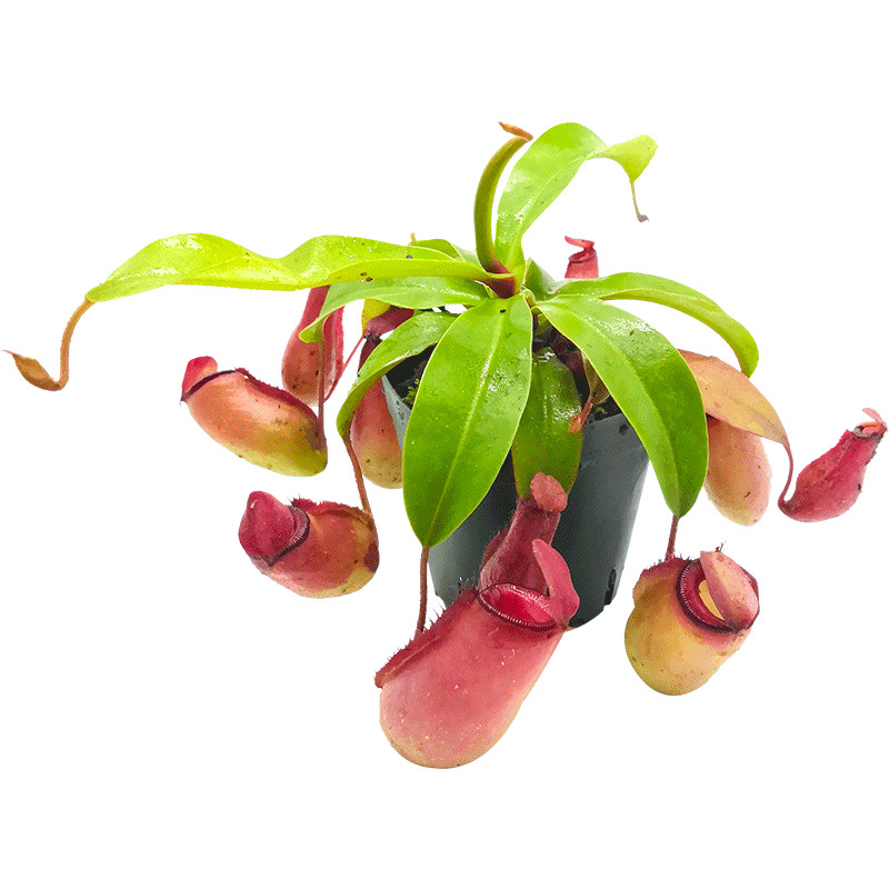 红宝石猪笼草盆栽血腥玛丽奇趣食虫植物 菲朗源头基地批发包邮