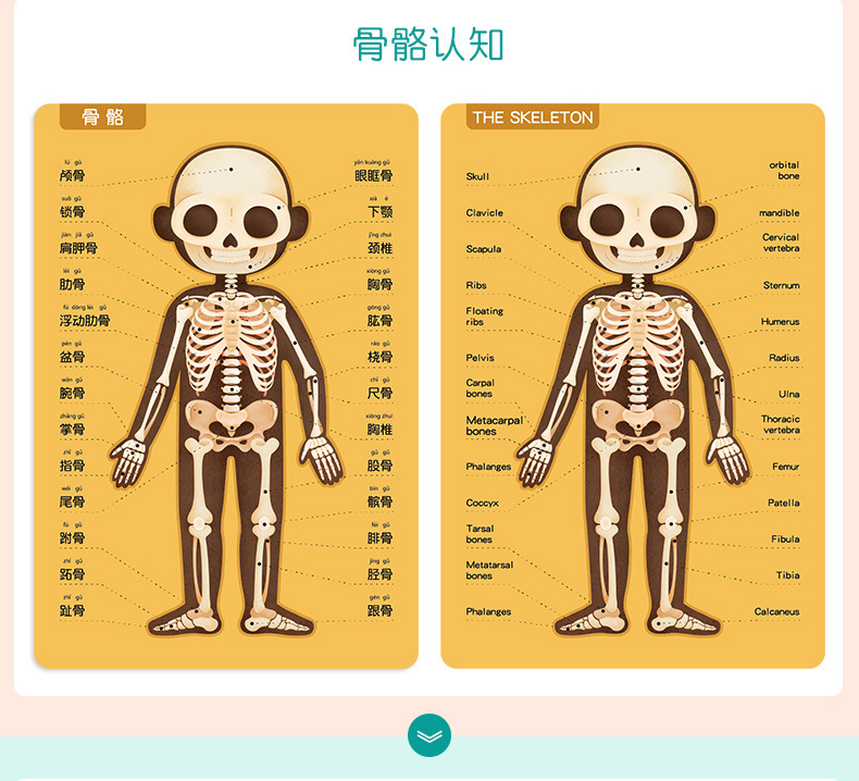 优优玩教磁性人体认知拼图 教学神器快乐儿童早教成长益智玩具