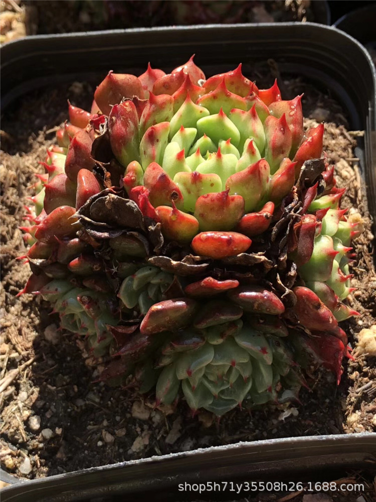 042云南大棚批发精品多肉品种 美尼王妃群生盆10cm多肉植物裸根发