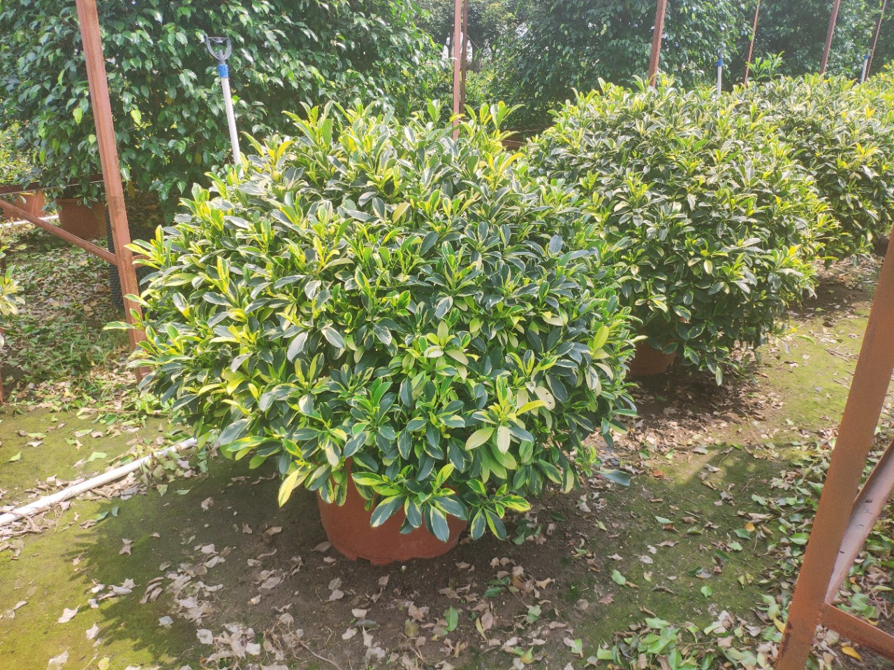 904基地直销花叶非洲茉莉球112米金边斑叶灰莉