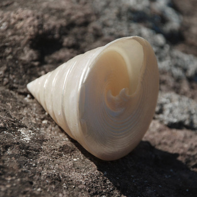 白塔螺天然贝壳夜光海螺 鱼缸水族摄影摆件1颗白色海螺地中海装饰
