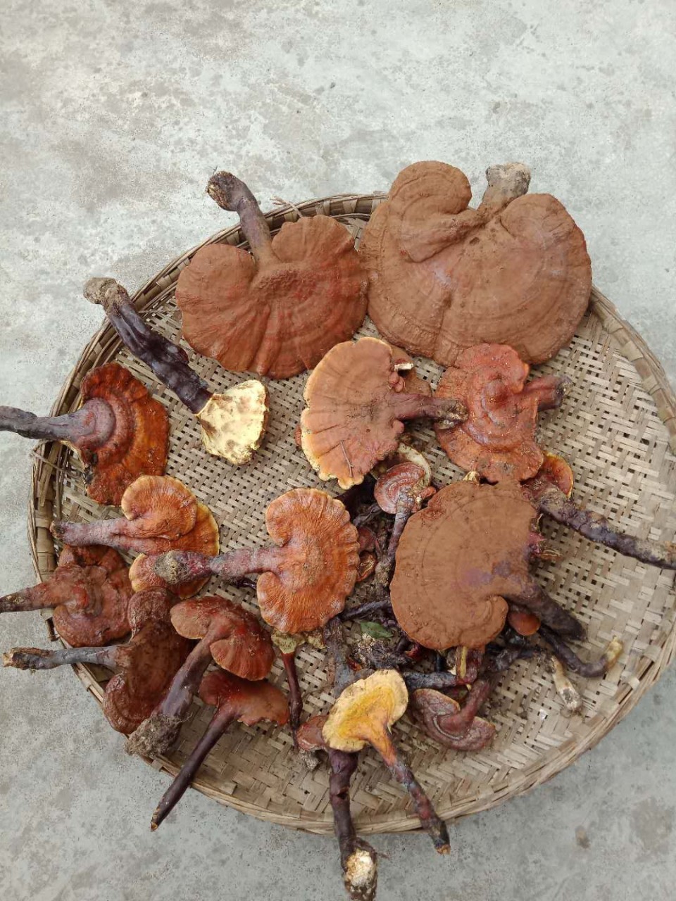 灵芝 高山野生灵芝 新货干货青川特产灵芝可煮茶煲汤泡酒灵芝粉等