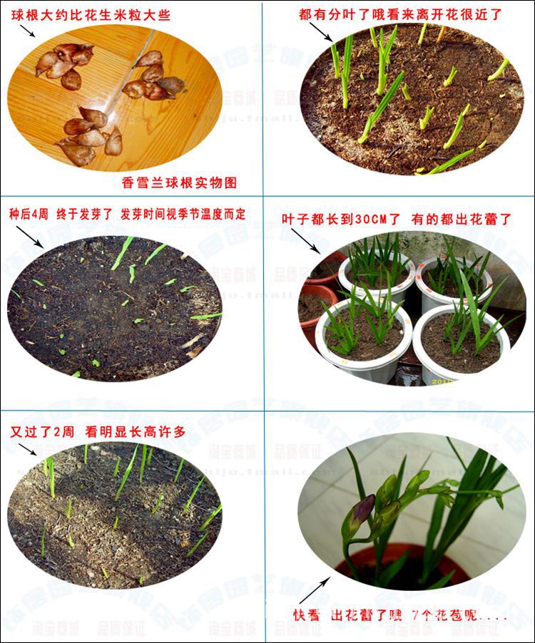基地供应香雪兰种球 重瓣小仓兰庭院四季种植当年开花 量大优惠