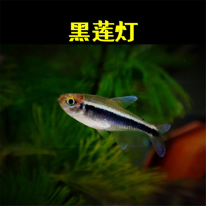 黑莲灯鱼活体热带观赏鱼水族世界小型宠物鱼运输包活