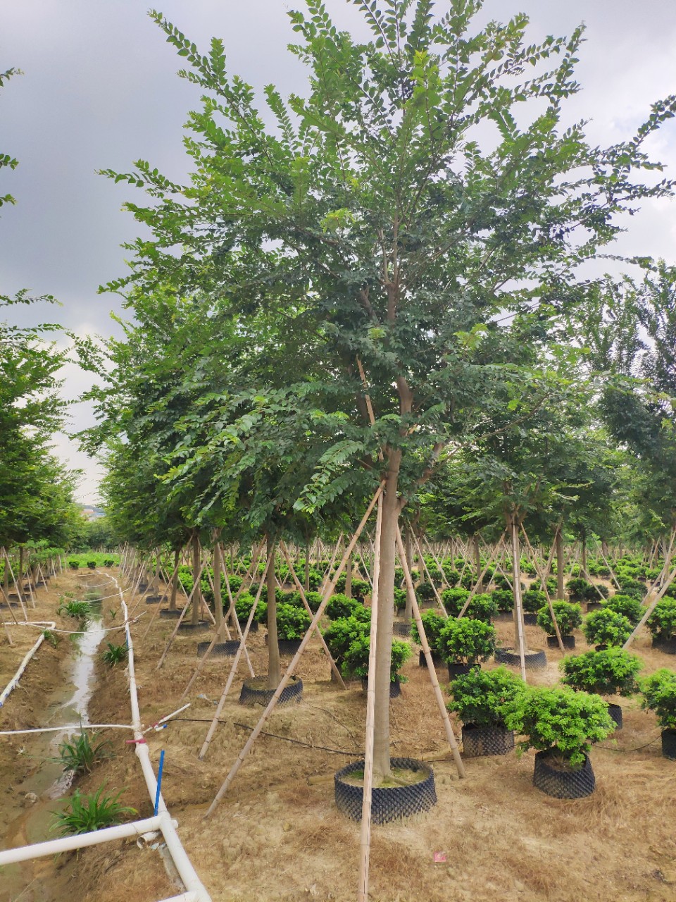 907供应 精品 朴树14-16cm假植苗 绿化行道树 大乔木