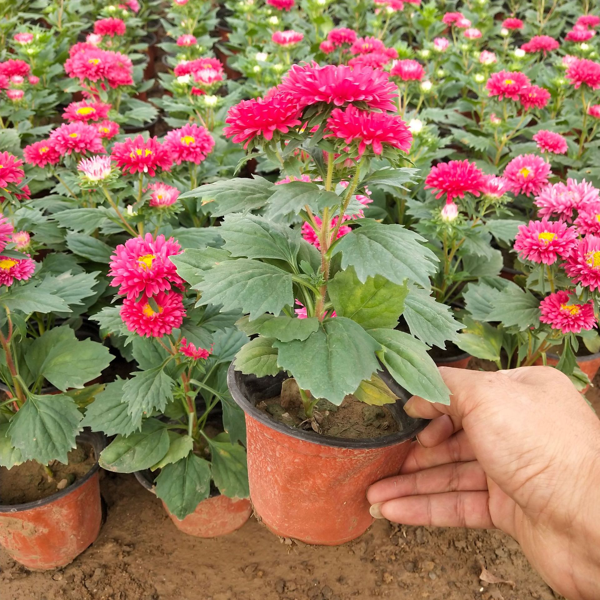 花海建设租摆花卉国庆菊 国庆观赏花卉 青州花卉基地直销盆栽翠菊