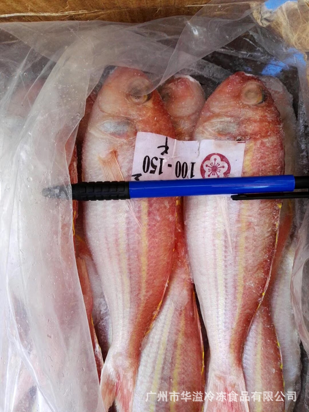 冷冻红三鱼 金线鱼 各规格20斤/件 广州批发红三鱼 红衫鱼