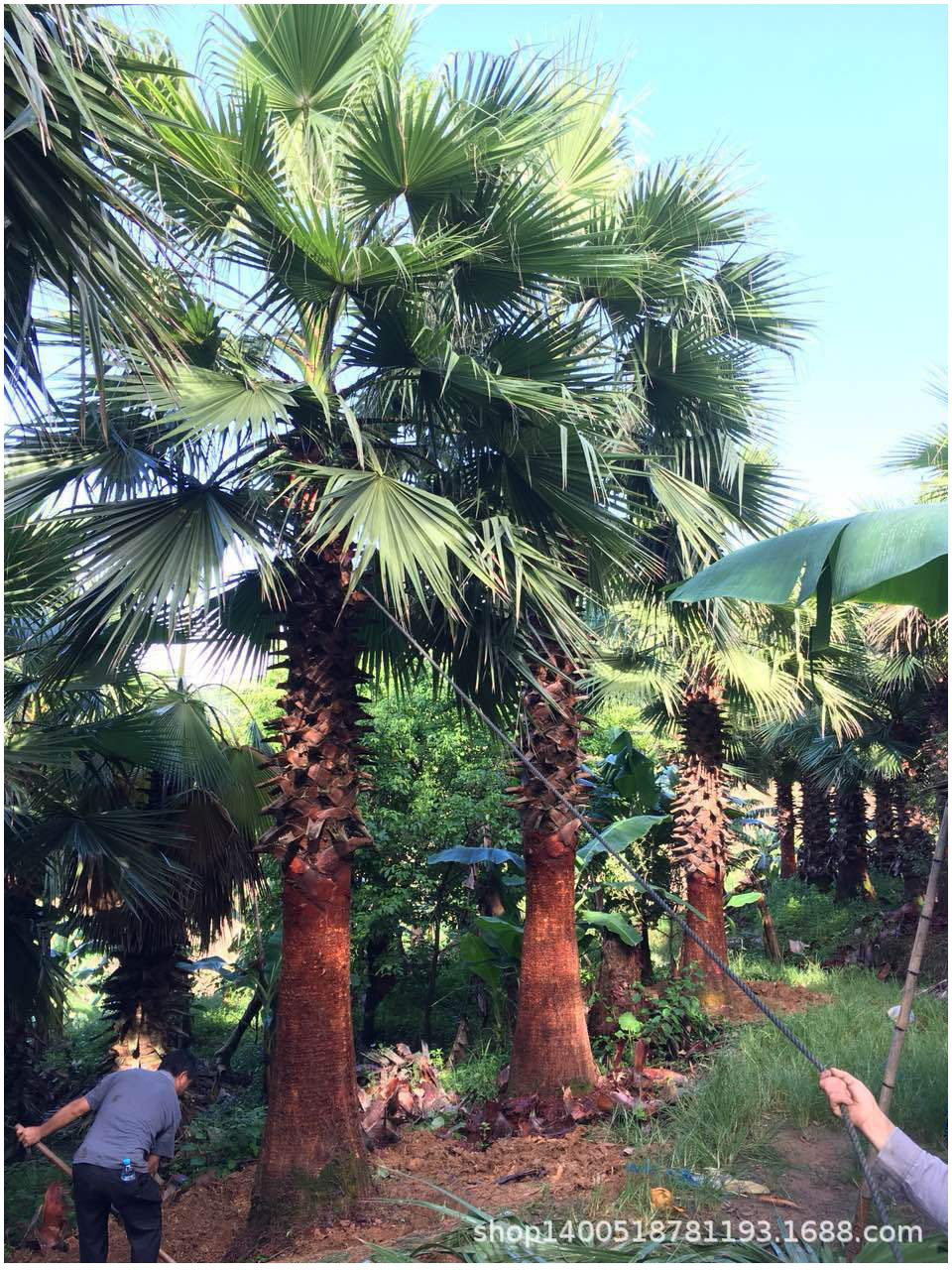 华棕树