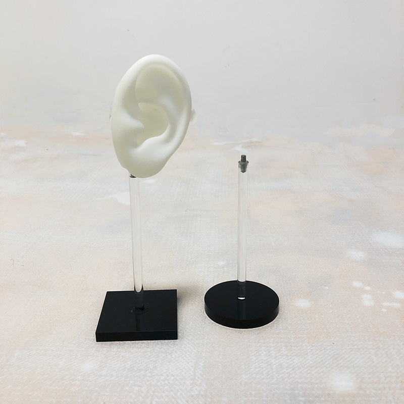 耳朵模型硬体耳朵模型 人体耳朵模型 仿真人耳 助听展示道具