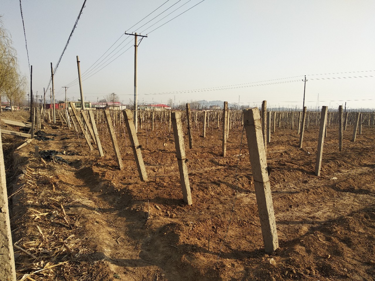 加工定制葡萄架水泥柱子80*80*2500猕猴桃水泥杆天津大棚水泥立柱