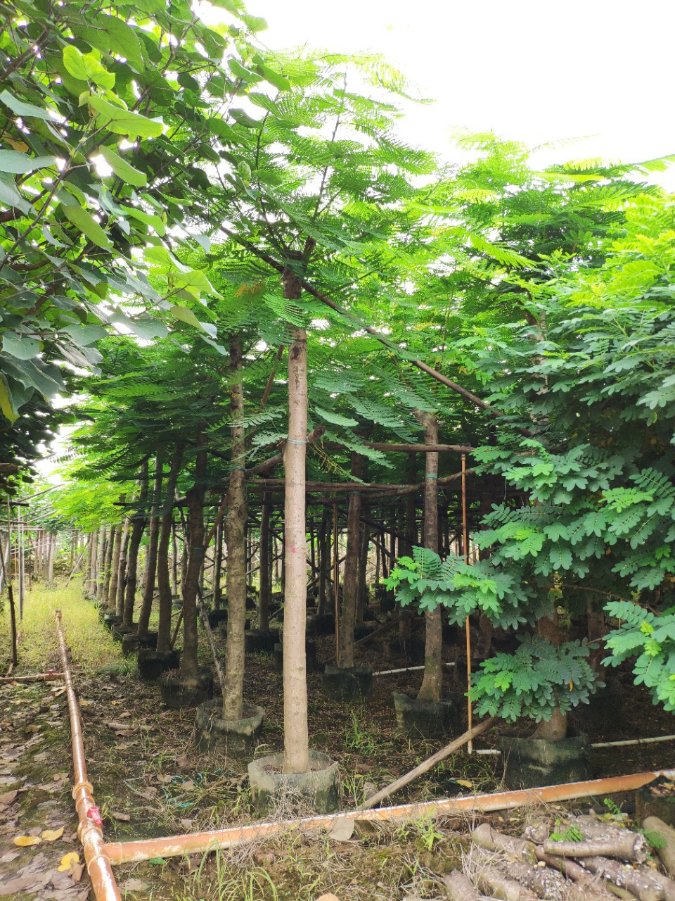 909供应 铁刀木 鸡翅木 10-16cm袋苗 光棍切杆树 市政乡村绿化