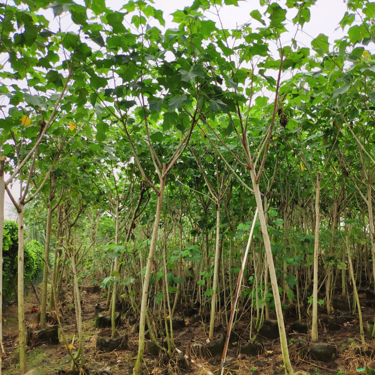 供应木芙蓉35cm袋苗单杆芙蓉花容器假植苗