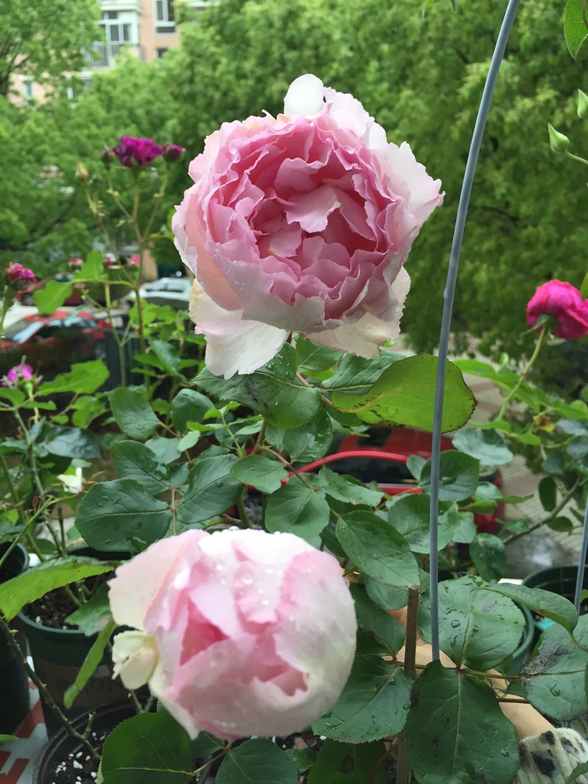 花浓香月季花苗伊芙芳香催眠庭院阳台四季开花植物盆栽玫瑰花