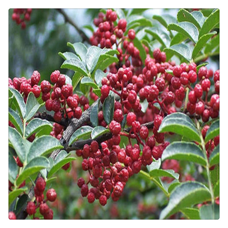 基地供应大红袍花椒 1年生花椒树 根系发达 成活率高花椒