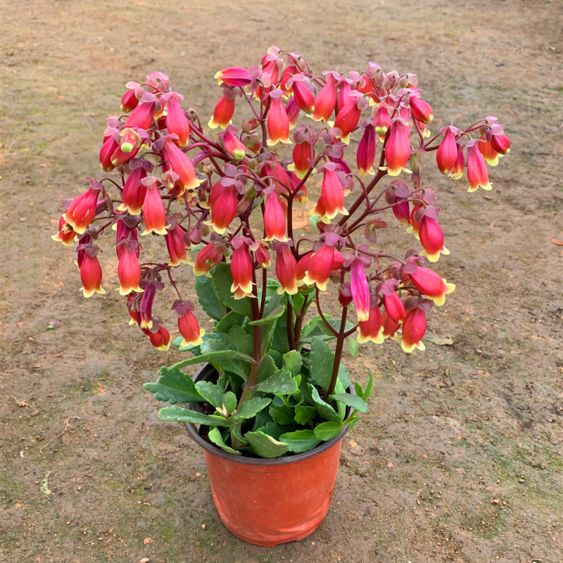 倒挂金钟 盆栽宫灯长寿 花期长 盆栽苗带花苞灯笼花 室内阳台花卉