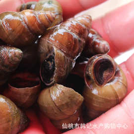 清水湖养殖鲜活石螺1.4至1.5规格螺蛳新鲜食用田螺
