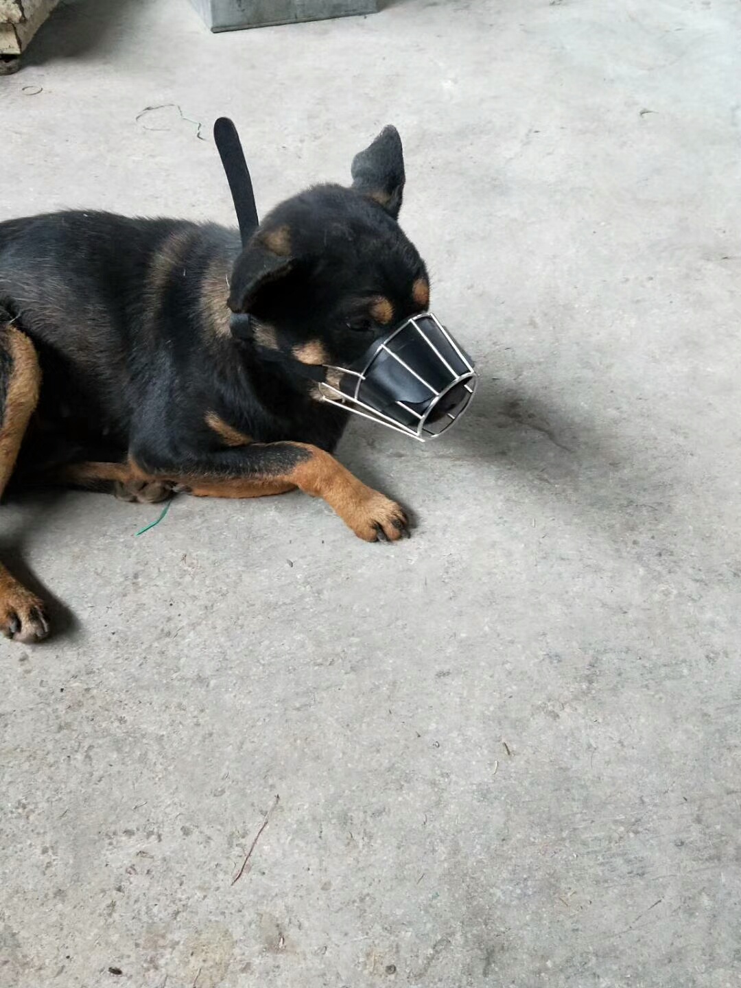 厂家直销不锈钢无磁狗罩 软皮狗嘴罩 防咬人狗嘴笼