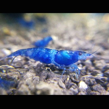 水族宠物虾活体草缸观赏虾除苔藻清洁蓝宝石成虾淡水小额批发包损