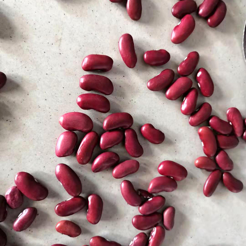 现货批发新大粒红芸豆 英国红红豆红腰豆 五谷杂粮粗粮红芸豆