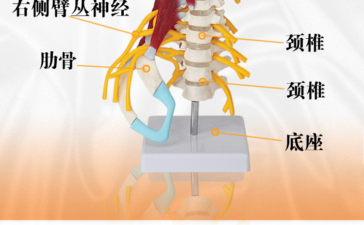 人体医学骨骼模型pvc材料7节颈椎带肌肉神经骨骼人体颈椎模型