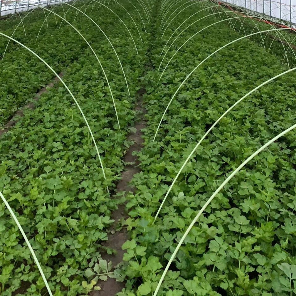 玻璃纤维杆大棚拱棚杆拱杆支架棒厂家 4567810mm农用小拱棚骨架