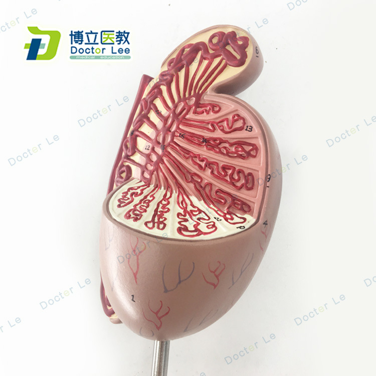 男性睾丸模型睾丸结构生殖泌尿科模型男科模型泌尿模型