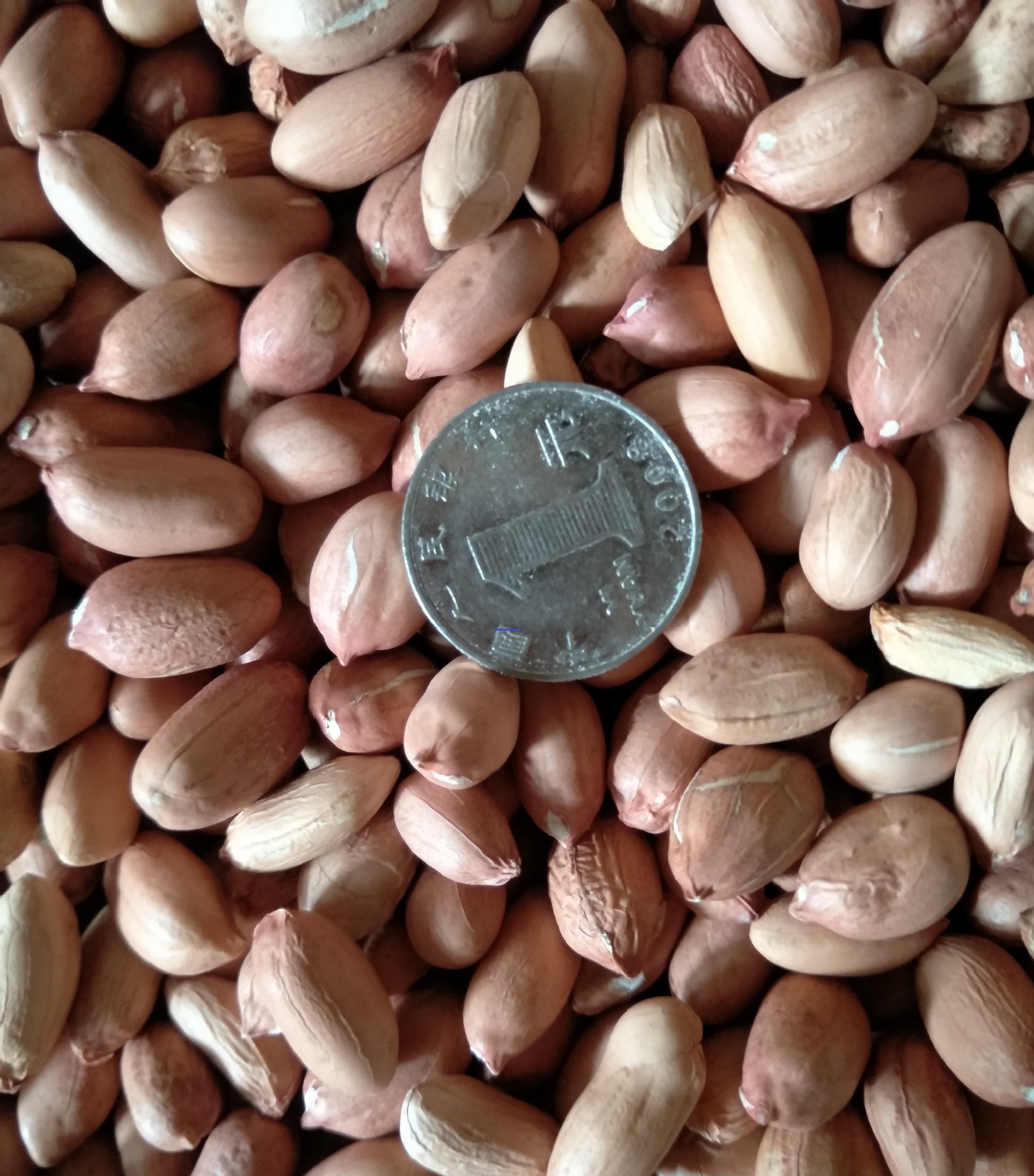 花生米 小白沙花生米60-70 精选花生 食用 榨油 实惠 量大优惠