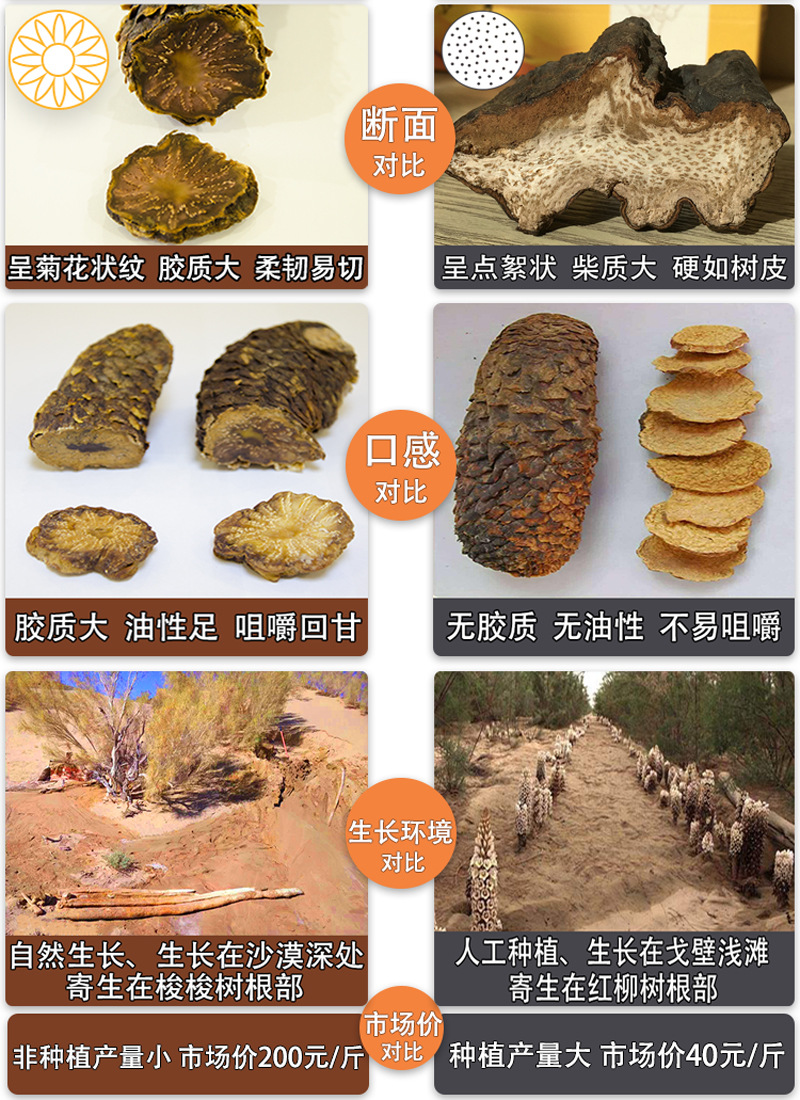 肉苁蓉产地内蒙古阿拉善 秋冬季油苁蓉500克可切片(30厘米整根)