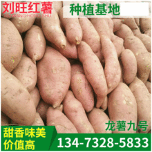 雄县新鲜红薯 龙薯九号地瓜批发 特产农产品地瓜黄心小红薯