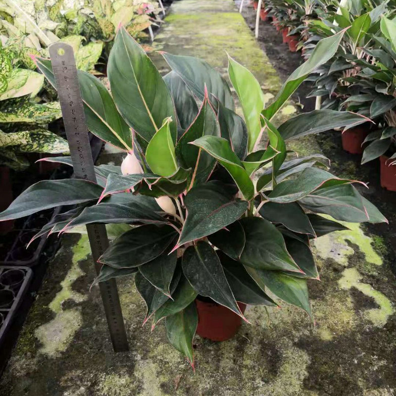 蓝宝石粗勒草盆栽