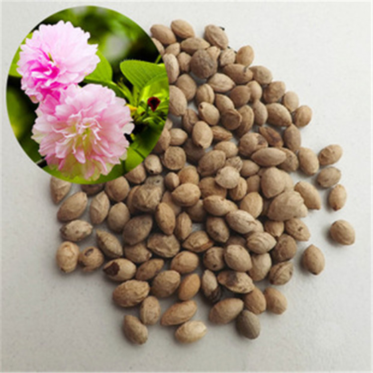 散装樱花种子日本樱花种子单樱红樱早樱晚樱青肤樱重瓣冬樱花种子