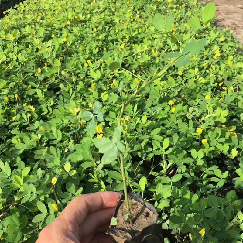 广东中山供应地被小袋苗假花生花生藤蔓花生