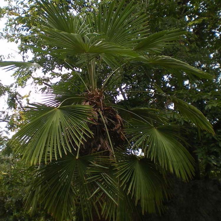 直销棕树棕榈 扇子树四季常青绿化木庭院植物绿植各种规格棕榈